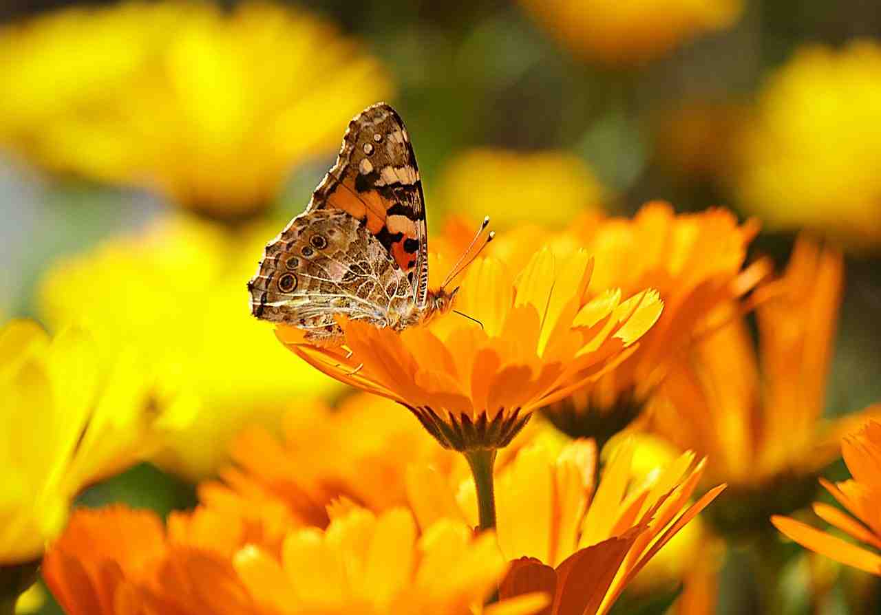 papillon, jaune, insectes
